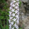 orchidea odorosa